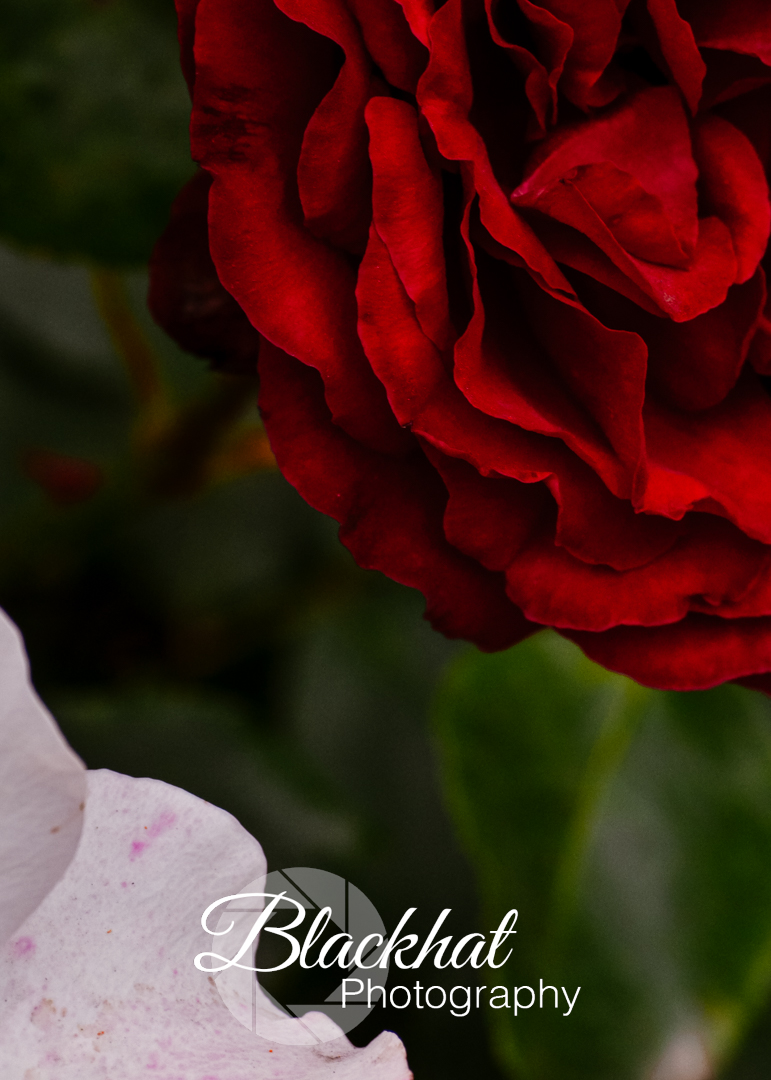 Christchurch Roses