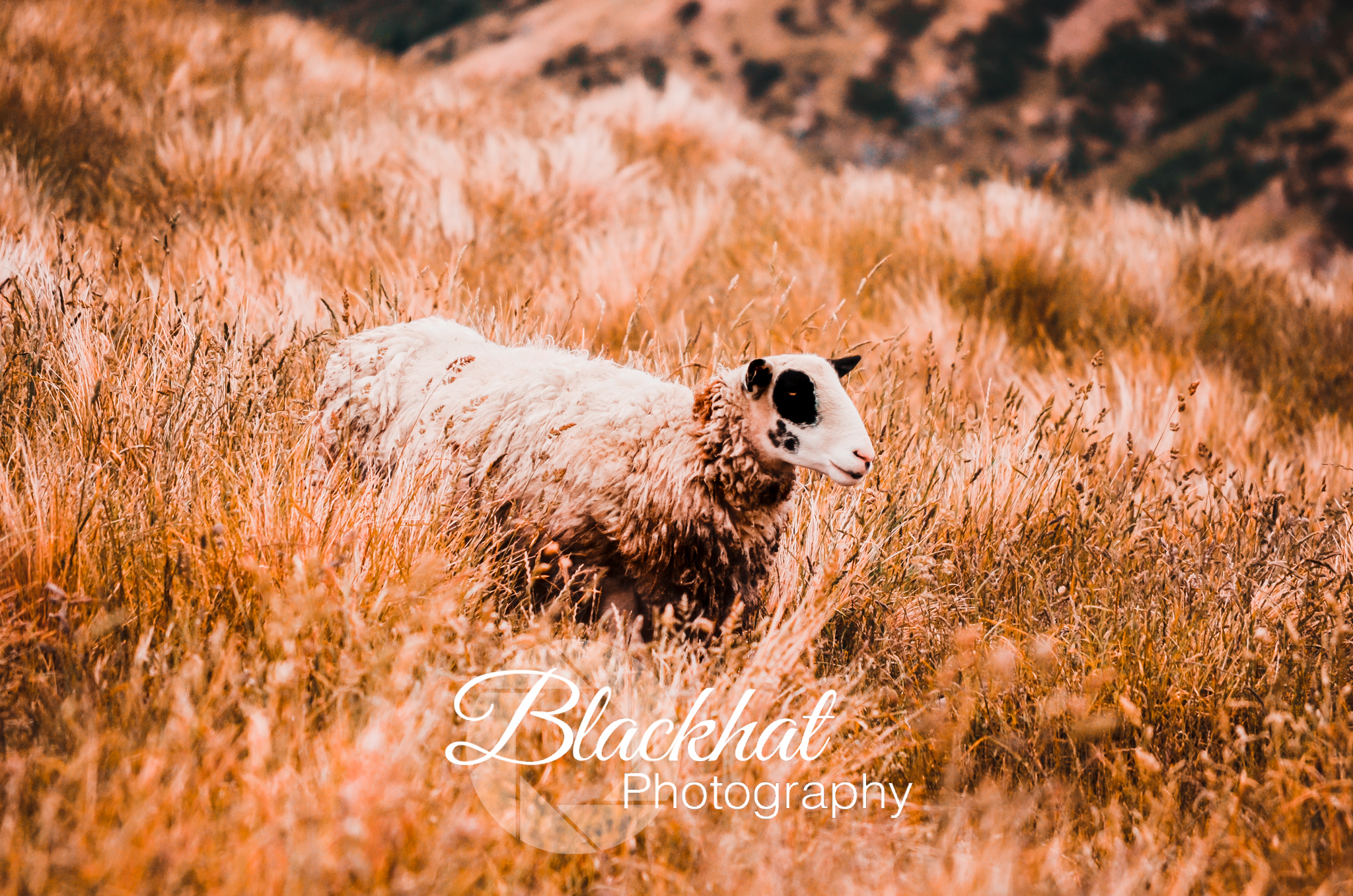 Christchurch Sheep