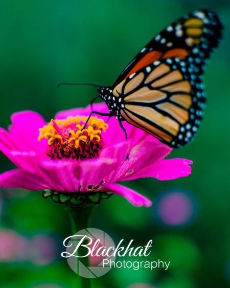 Minnesota Butterfly