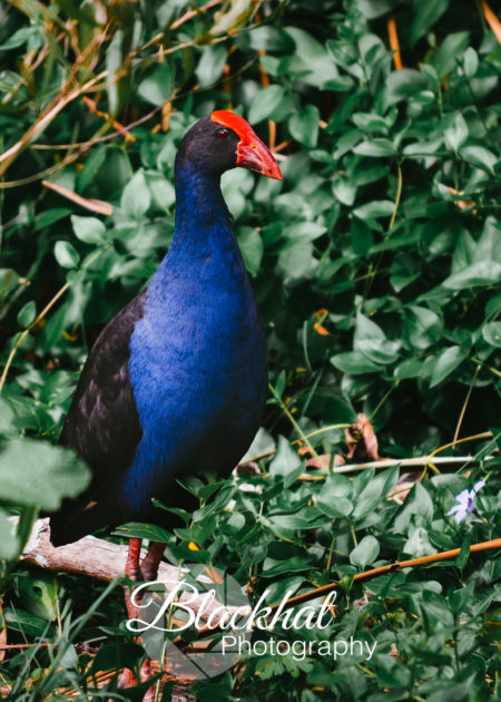 Swamphen
